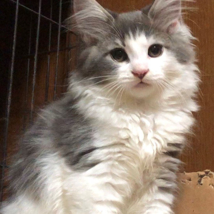 ノルウェジアン・フォレスト・キャット