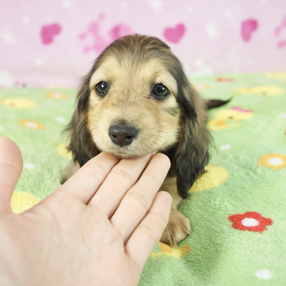 ミニチュア・ダックスフンド