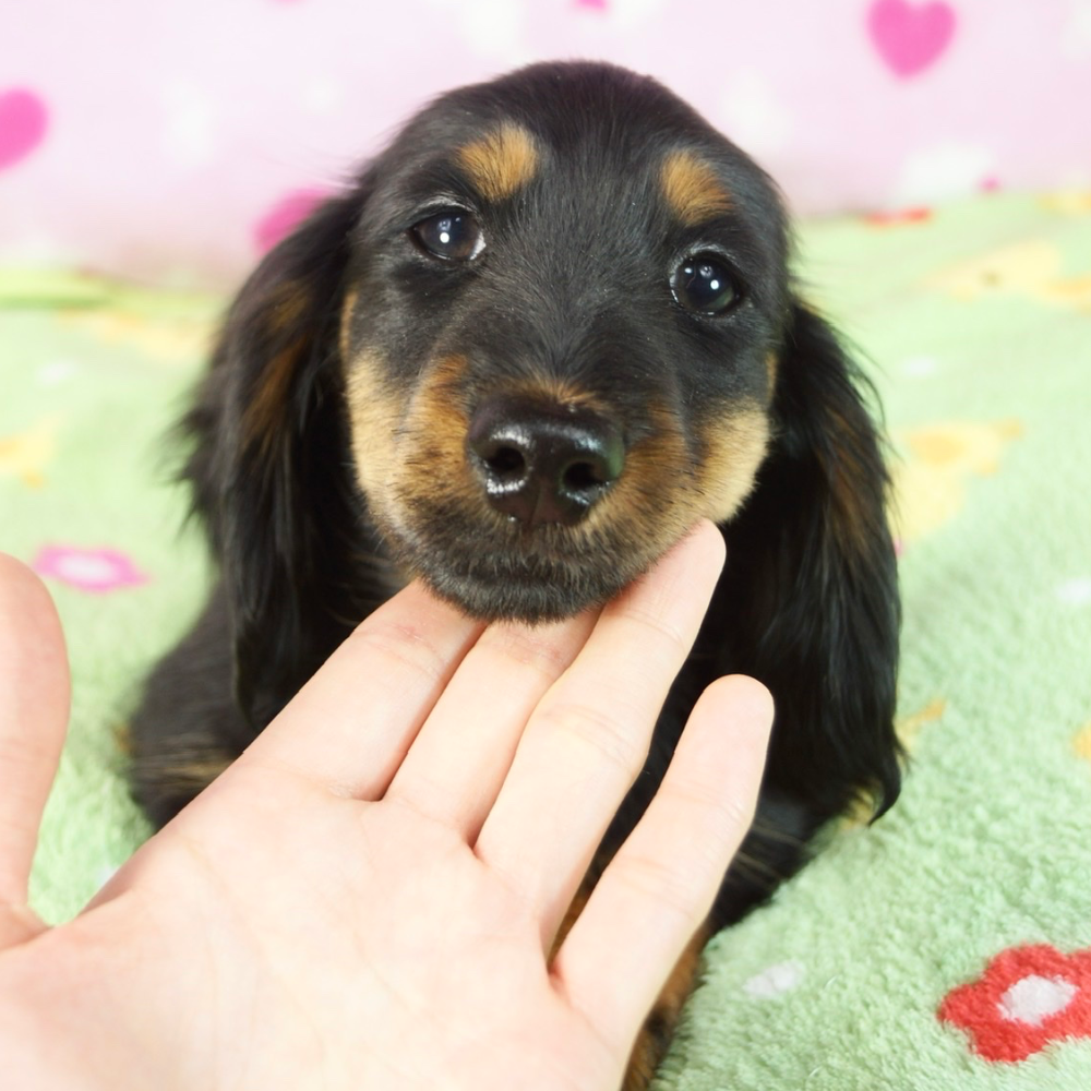 ミニチュア・ダックスフンド