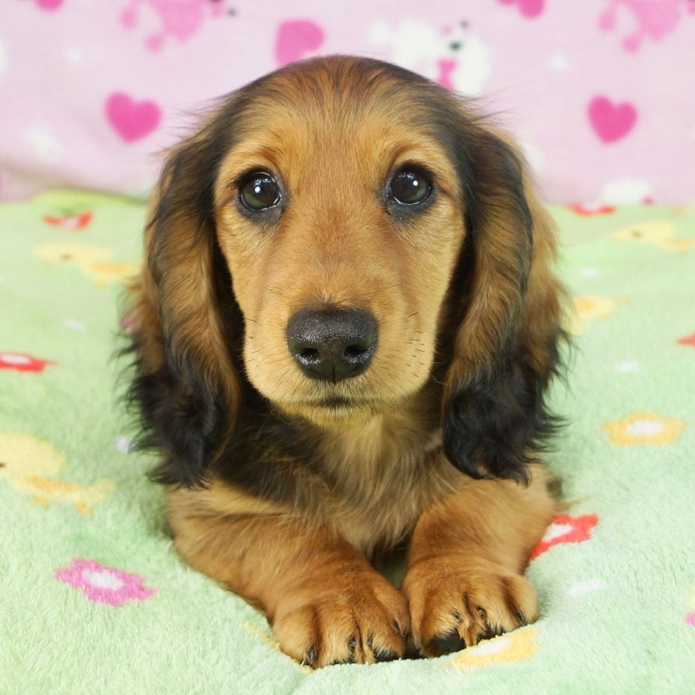 ミニチュア・ダックスフンド