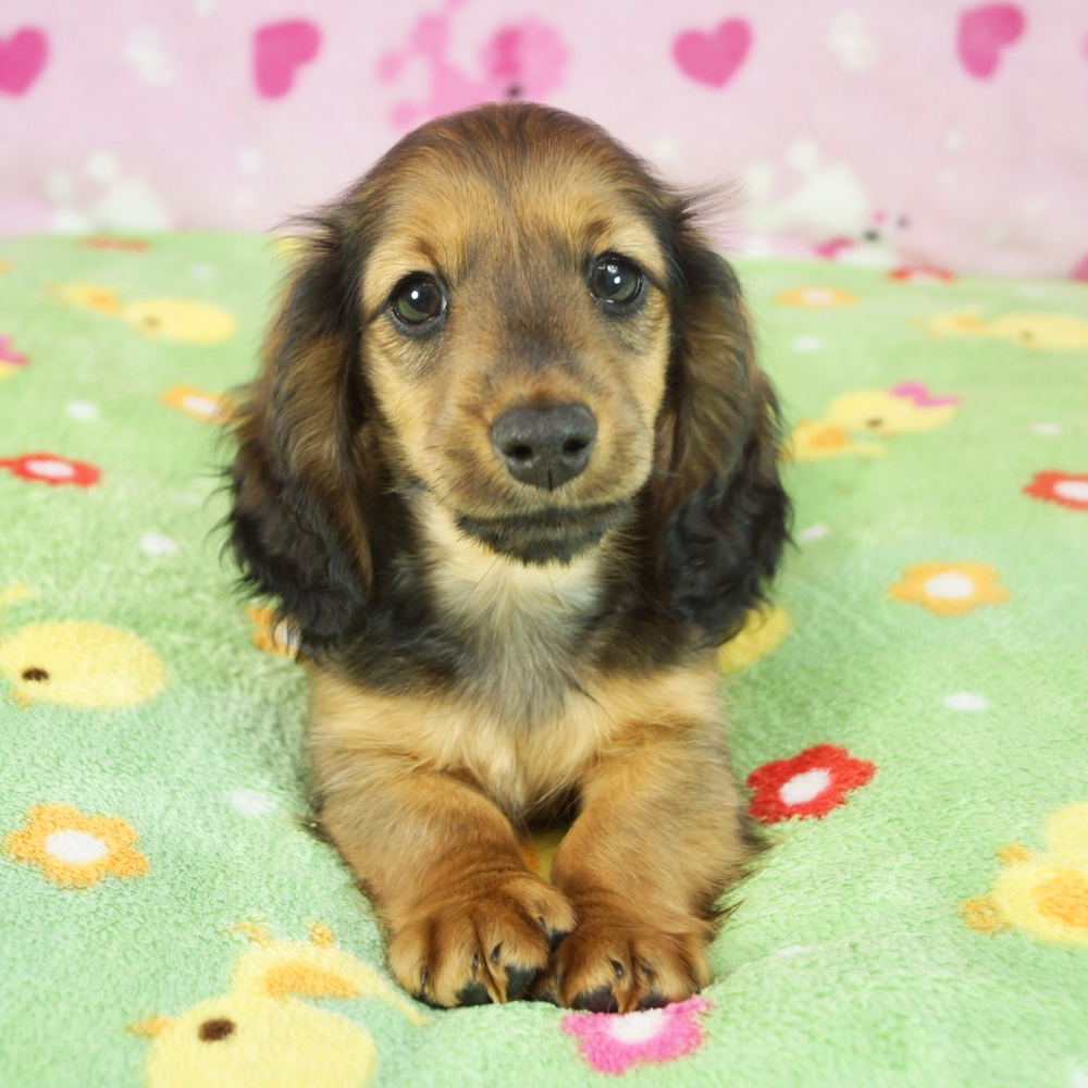 ミニチュア・ダックスフンド