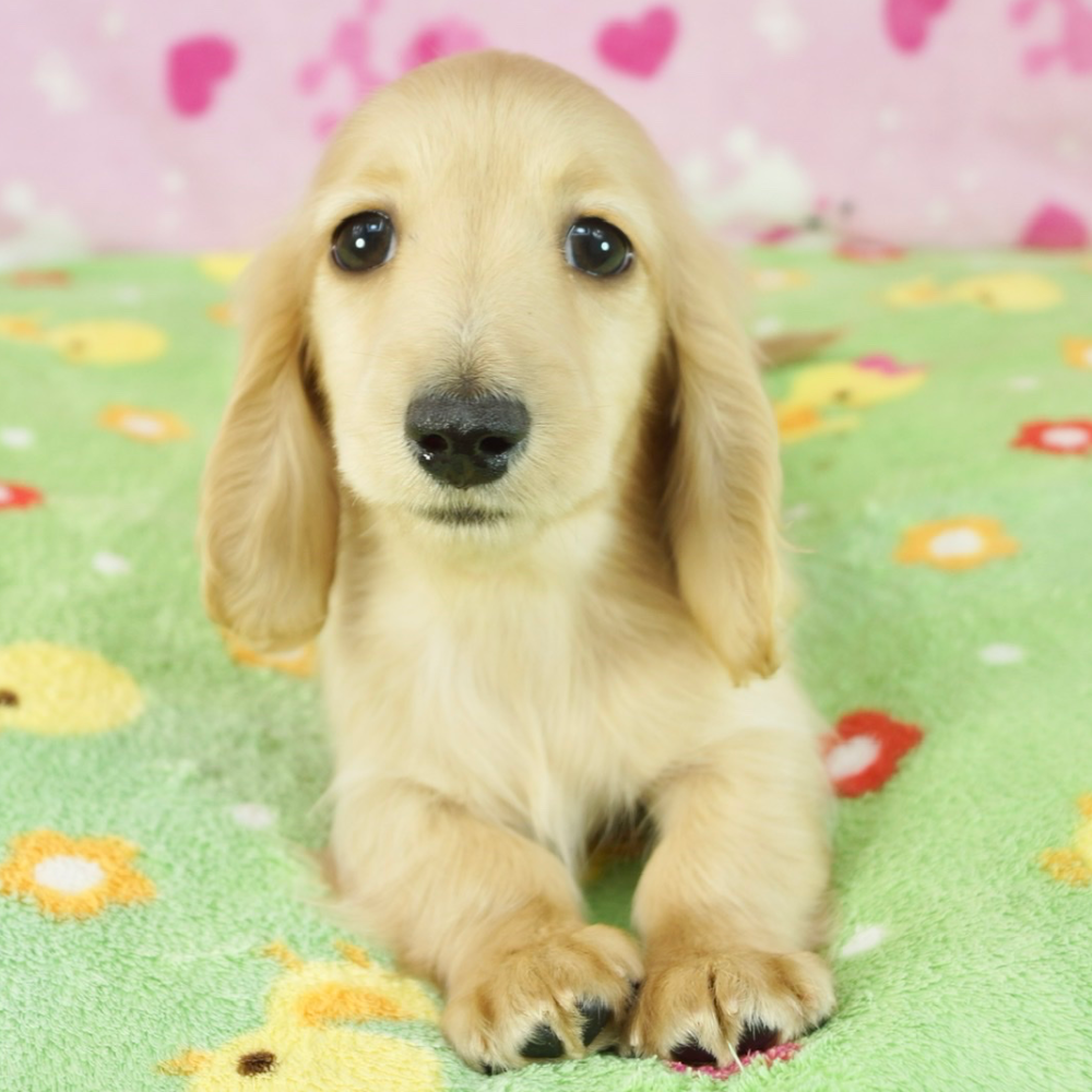 ミニチュア・ダックスフンド