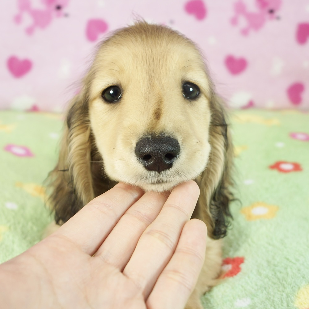 ミニチュア・ダックスフンド