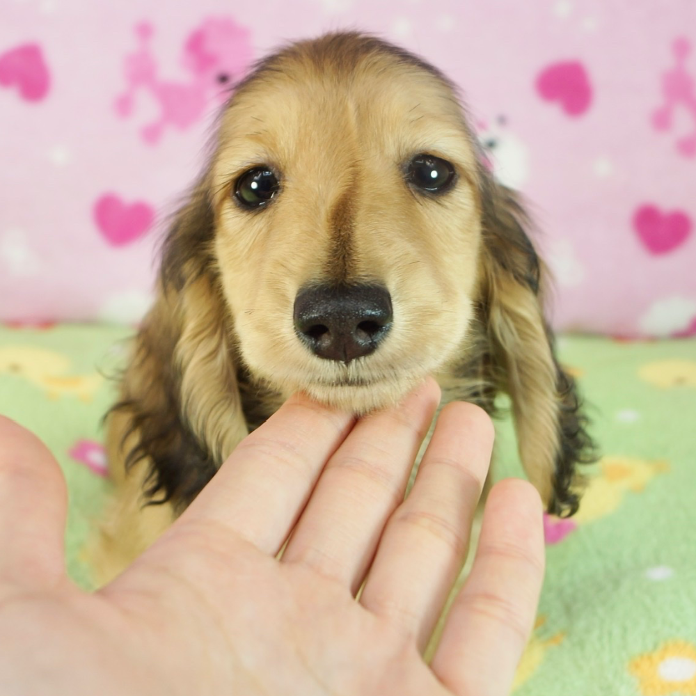 ミニチュア・ダックスフンド