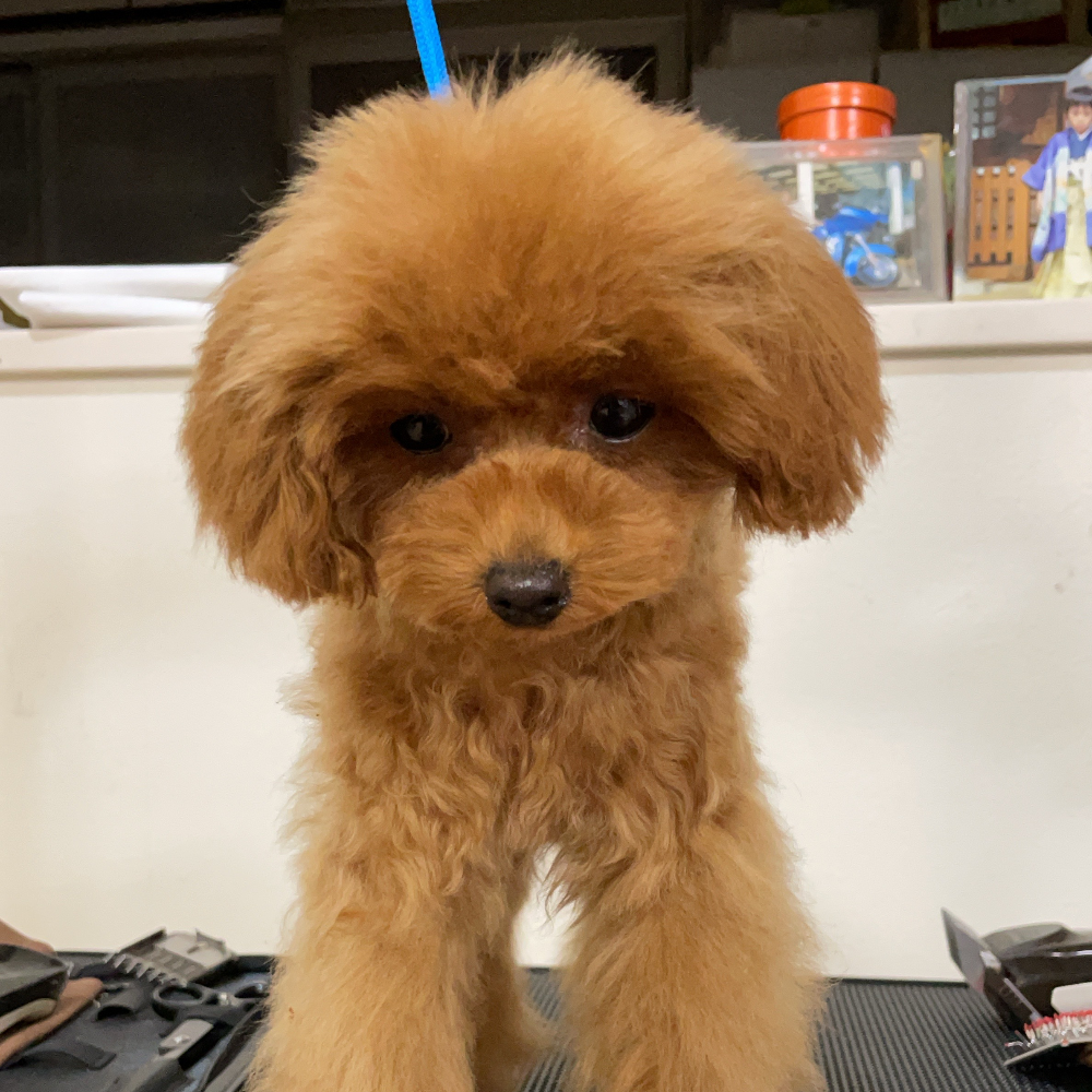 トイ・プードル