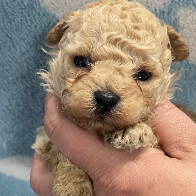 トイ・プードル