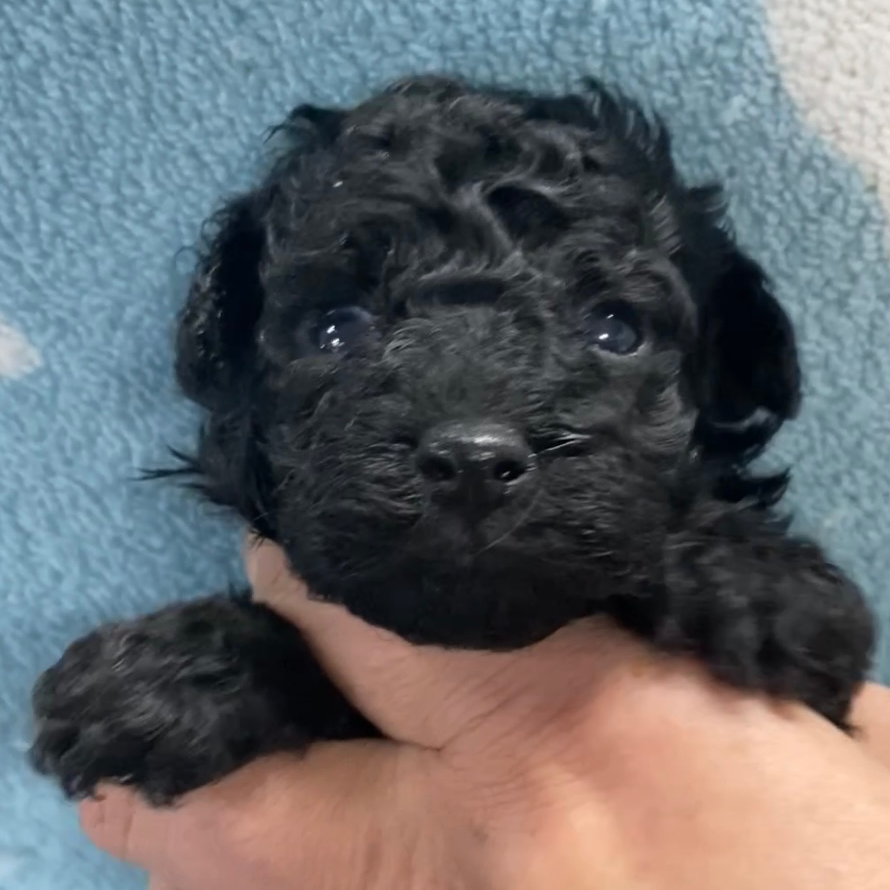 トイ・プードル