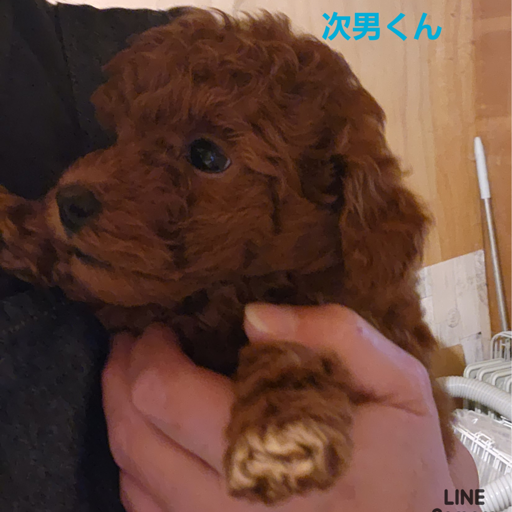 トイ・プードル