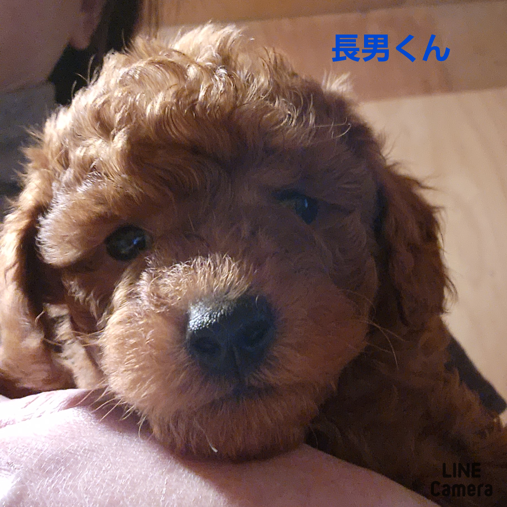 トイ・プードル