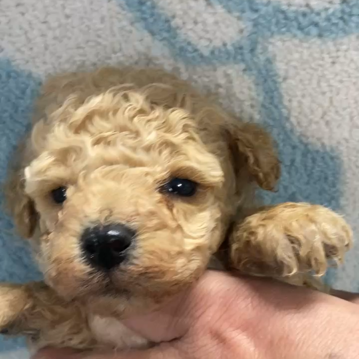 トイ・プードル