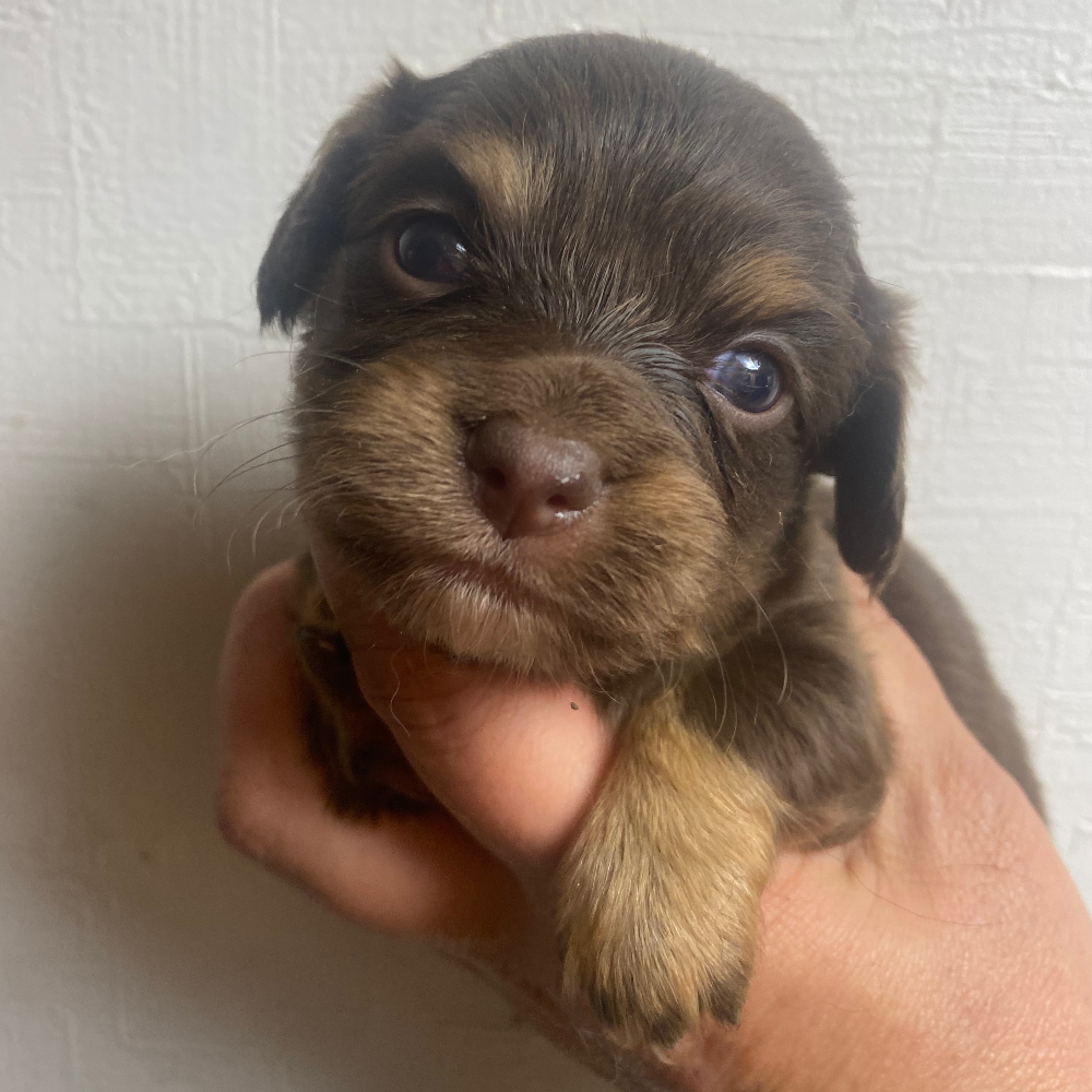 ＭＩＸ（犬）(小型)