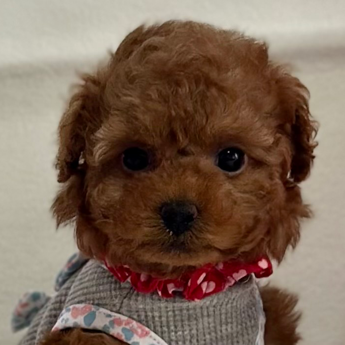 トイ・プードル