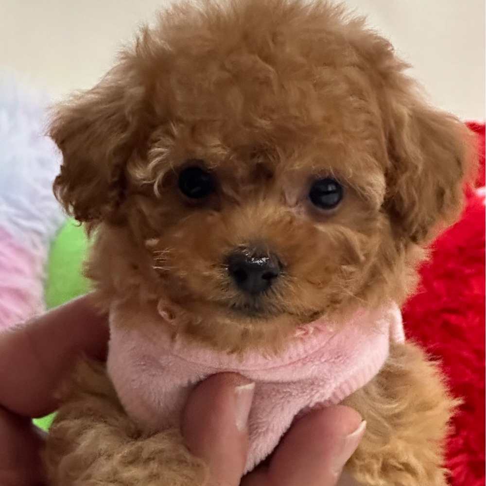 トイ・プードル