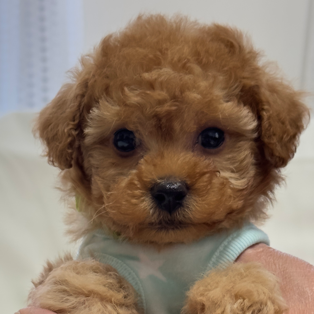 トイ・プードル