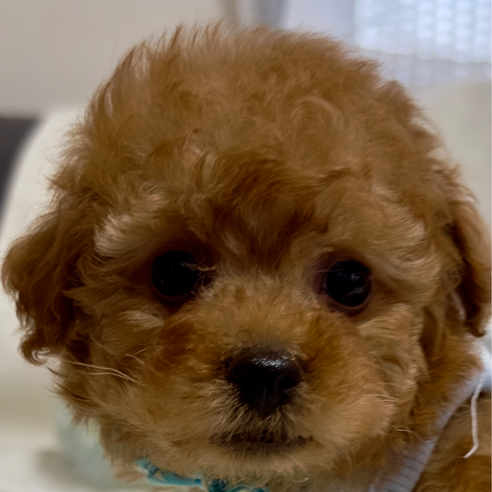 トイ・プードル