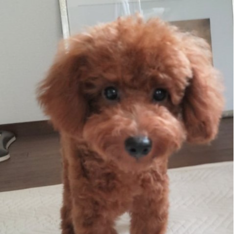 トイ・プードル