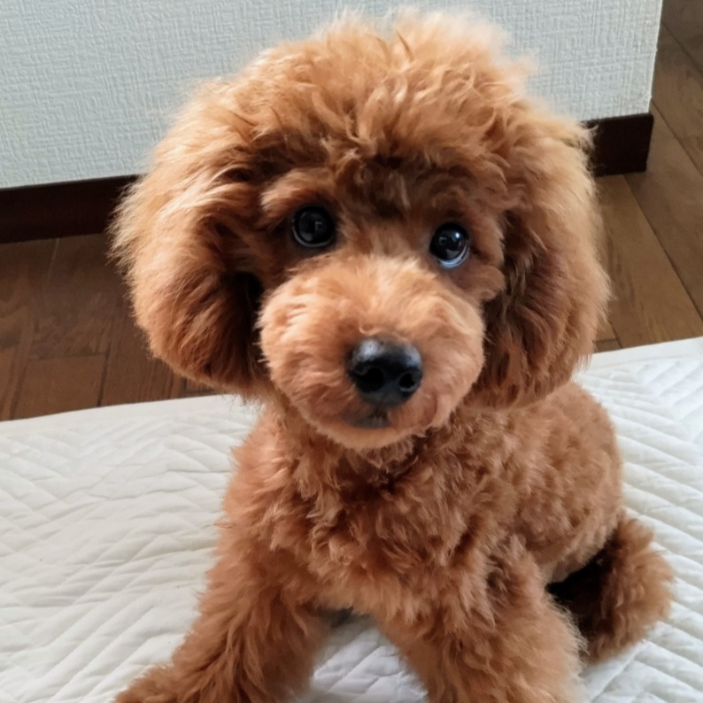 トイ・プードル