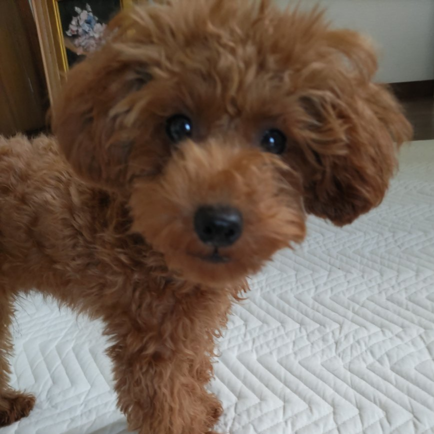 トイ・プードル