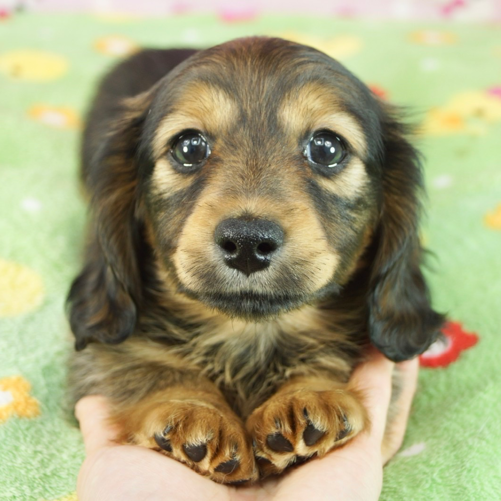 カニーンヘン・ダックスフンド