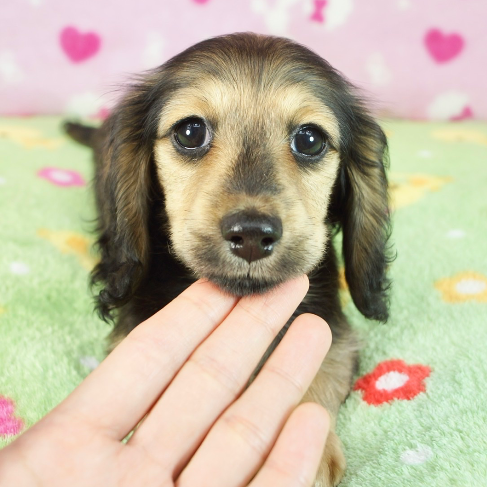 カニーンヘン・ダックスフンド