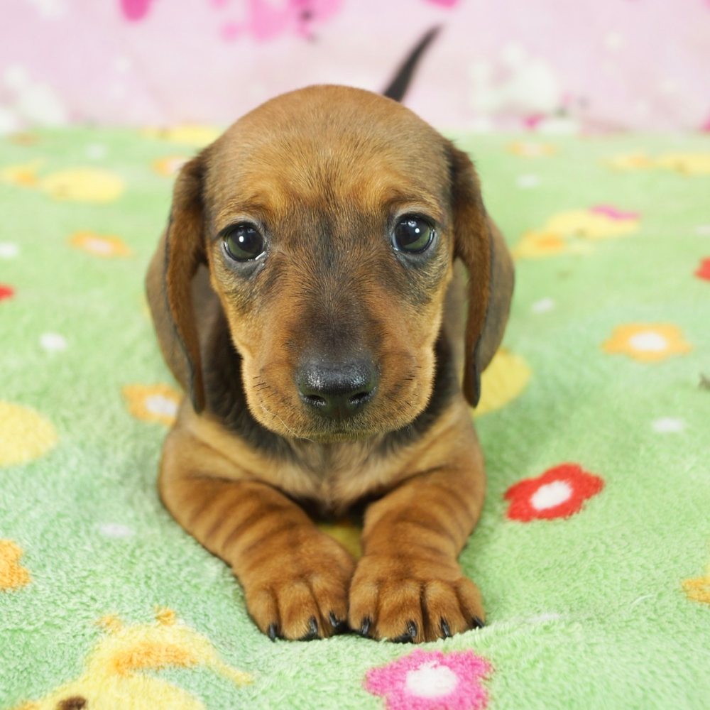 カニーンヘン・ダックスフンド