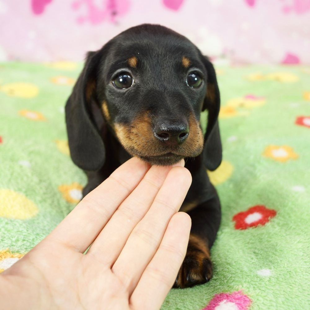 カニーンヘン・ダックスフンド