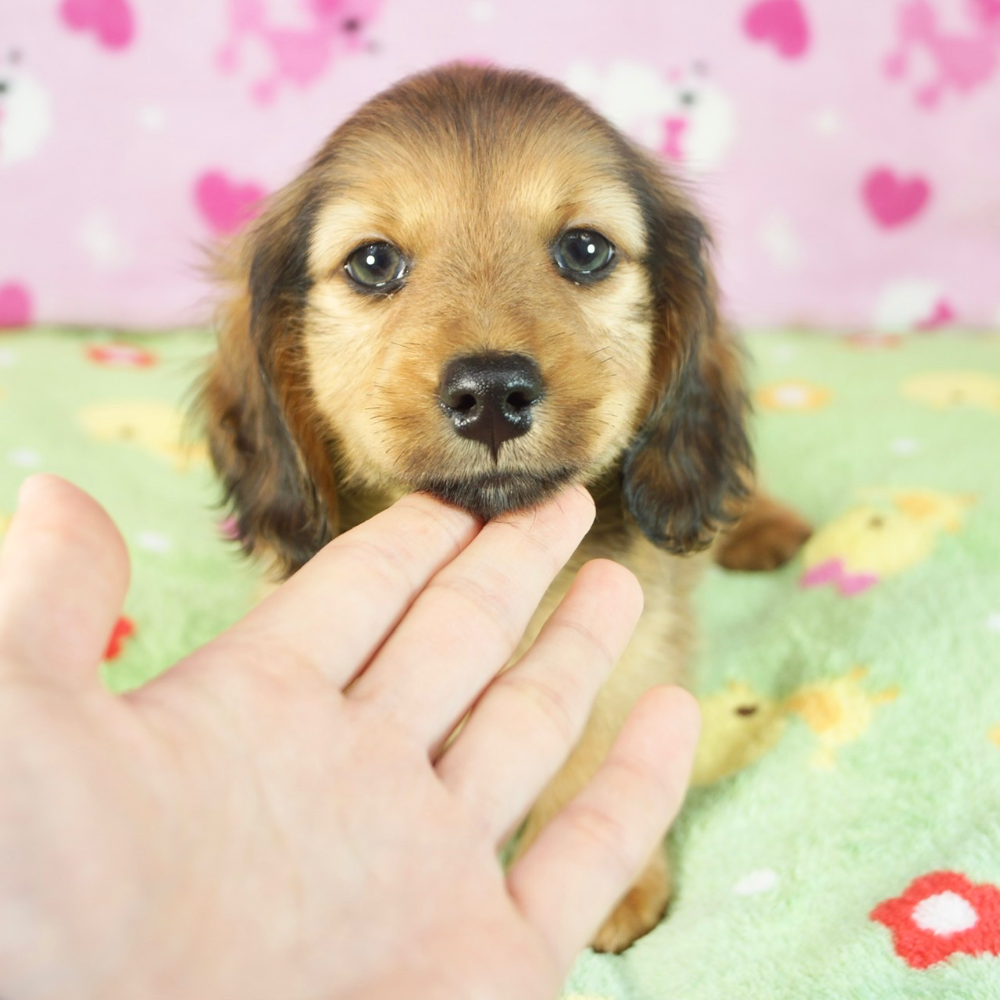 カニーンヘン・ダックスフンド