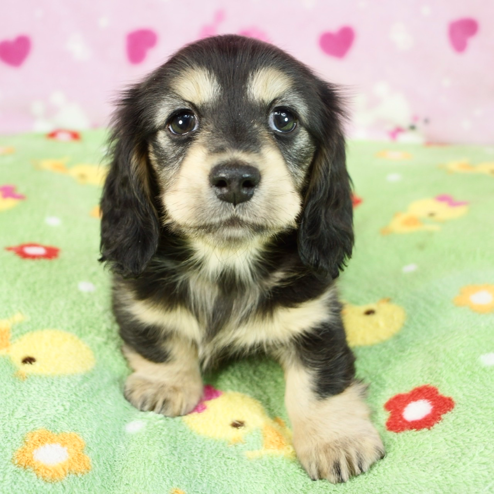 ミニチュア・ダックスフンド