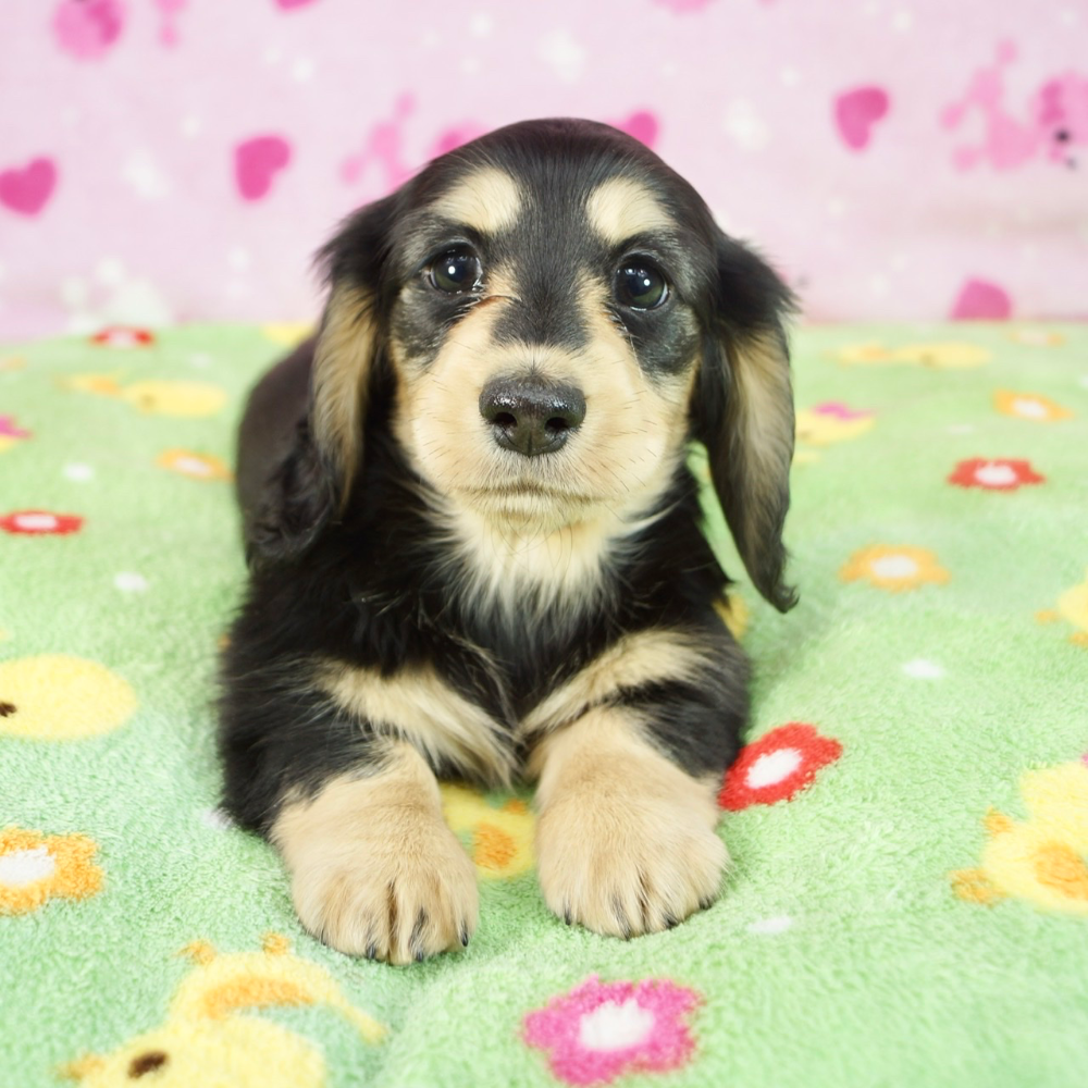 ミニチュア・ダックスフンド