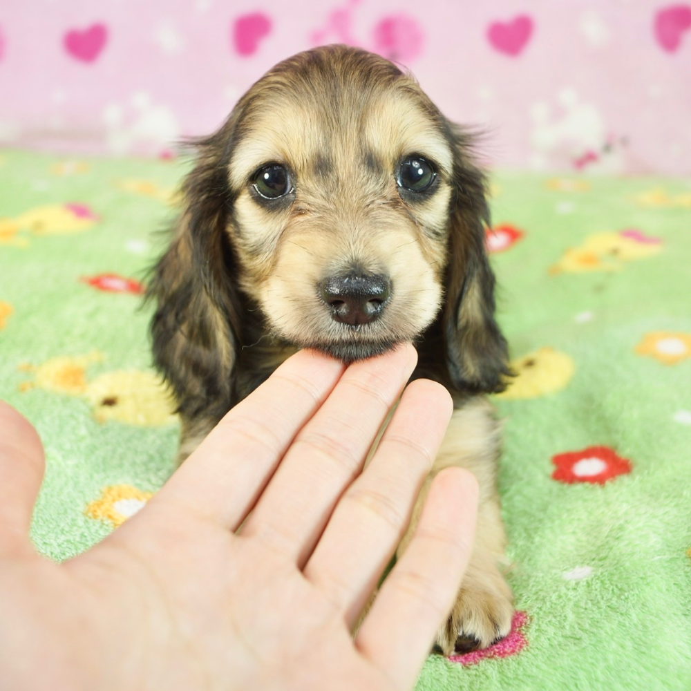 ミニチュア・ダックスフンド