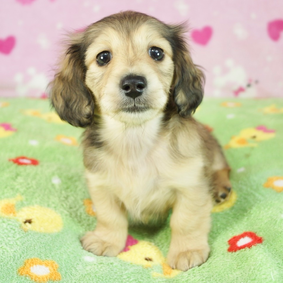 カニーンヘン・ダックスフンド