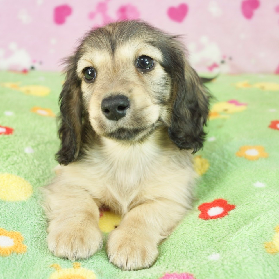 ミニチュア・ダックスフンド