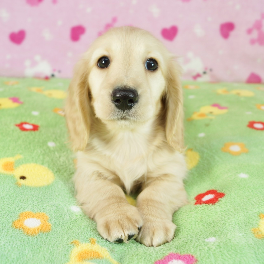 ミニチュア・ダックスフンド