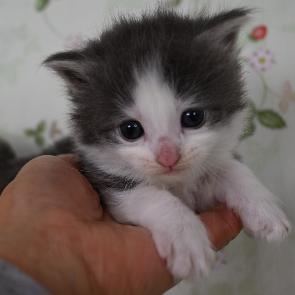 ノルウェジアン・フォレスト・キャット