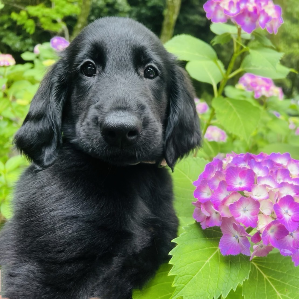 フラットコーテッド・レトリーバー