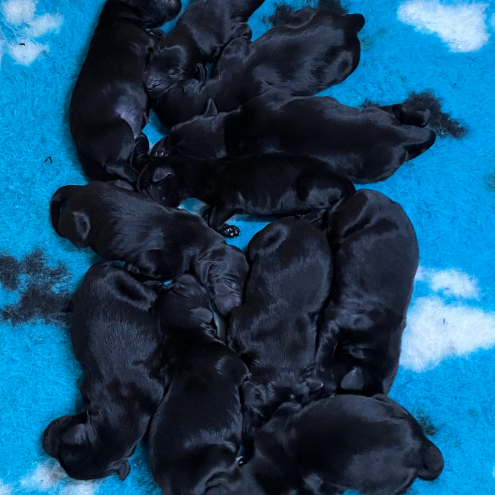 フラットコーテッド・レトリーバー