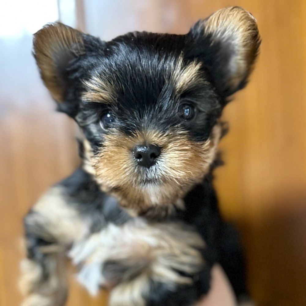 ヨークシャー・テリア