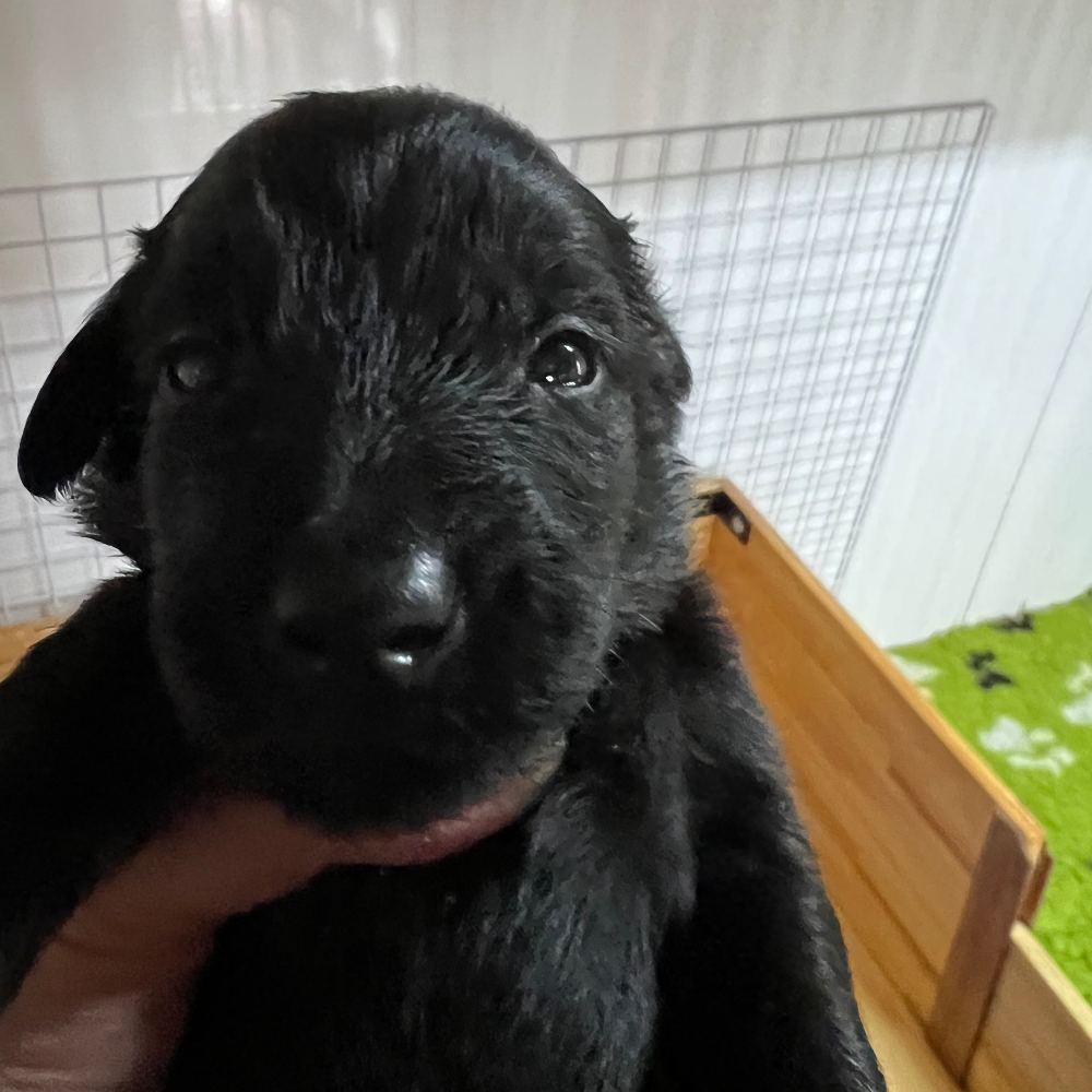 フラットコーテッド・レトリーバー