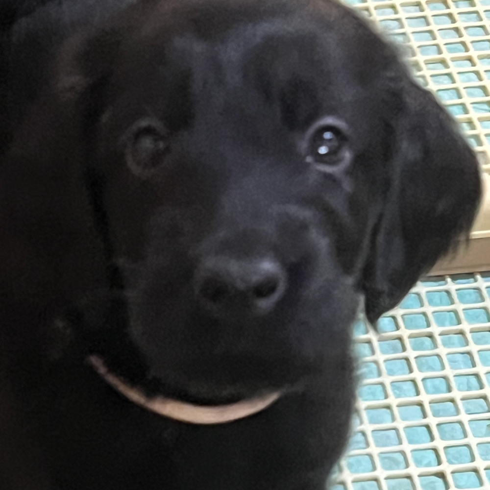 フラットコーテッド・レトリーバー