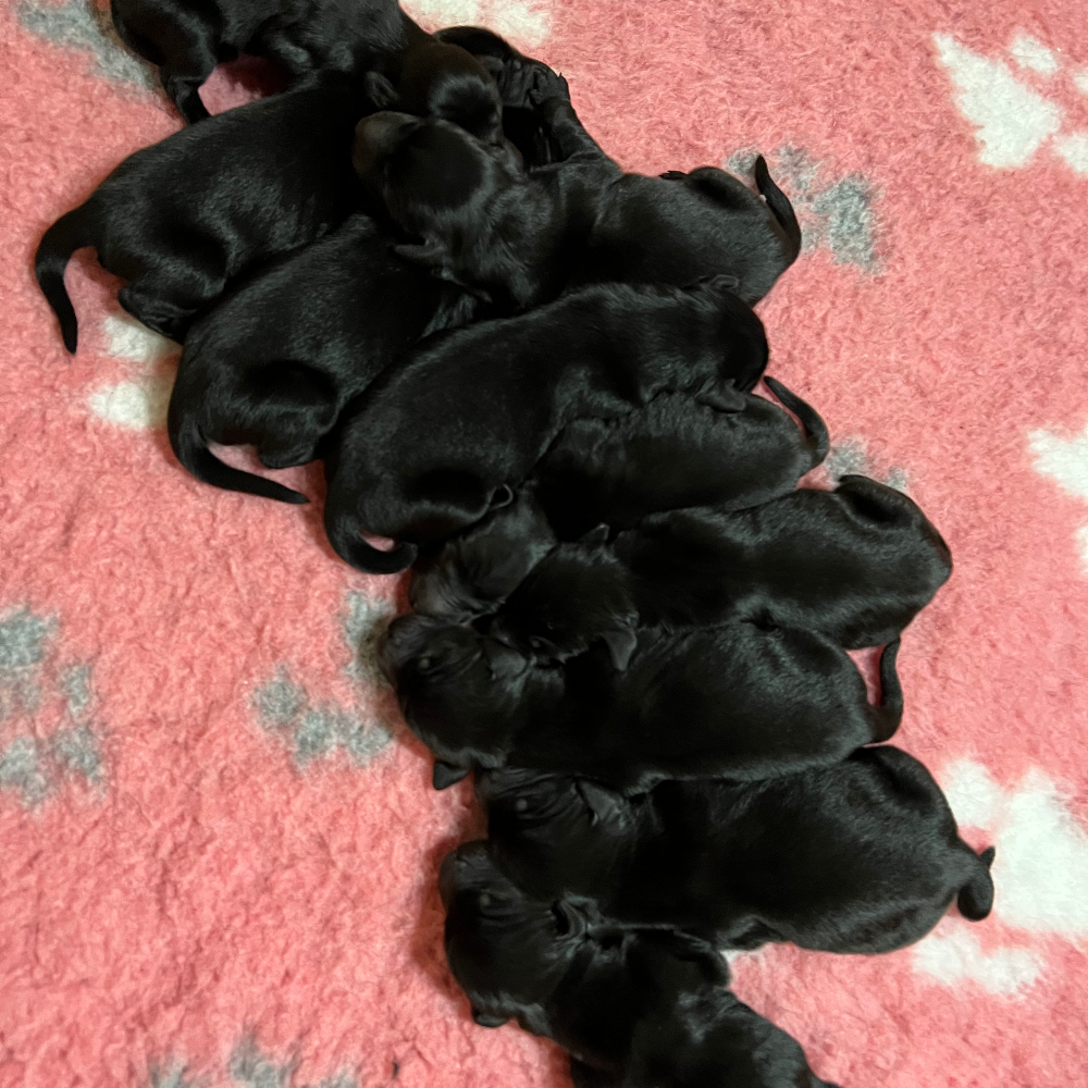 フラットコーテッド・レトリーバー