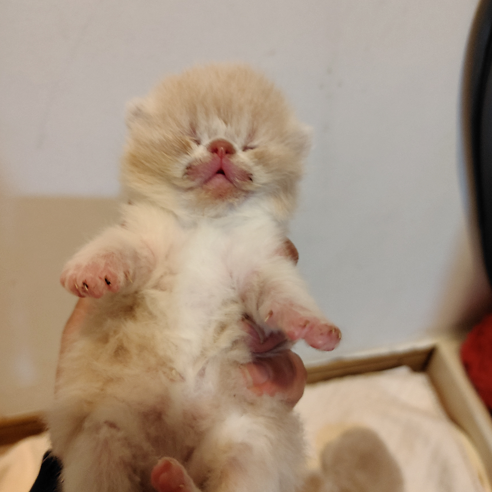 エキゾチック・ショートヘア