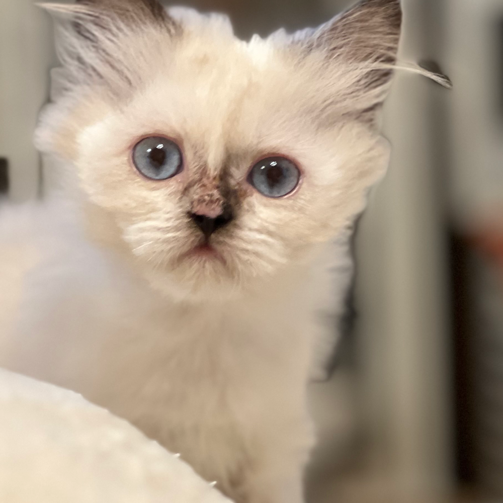 ブリティッシュロングヘア