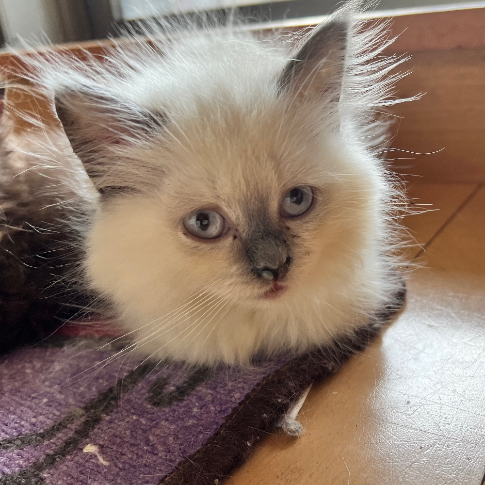 ブリティッシュショートヘア