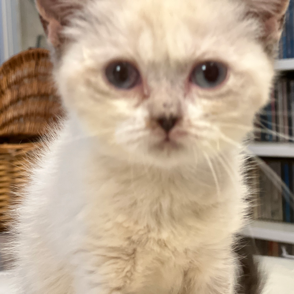 ブリティッシュショートヘア