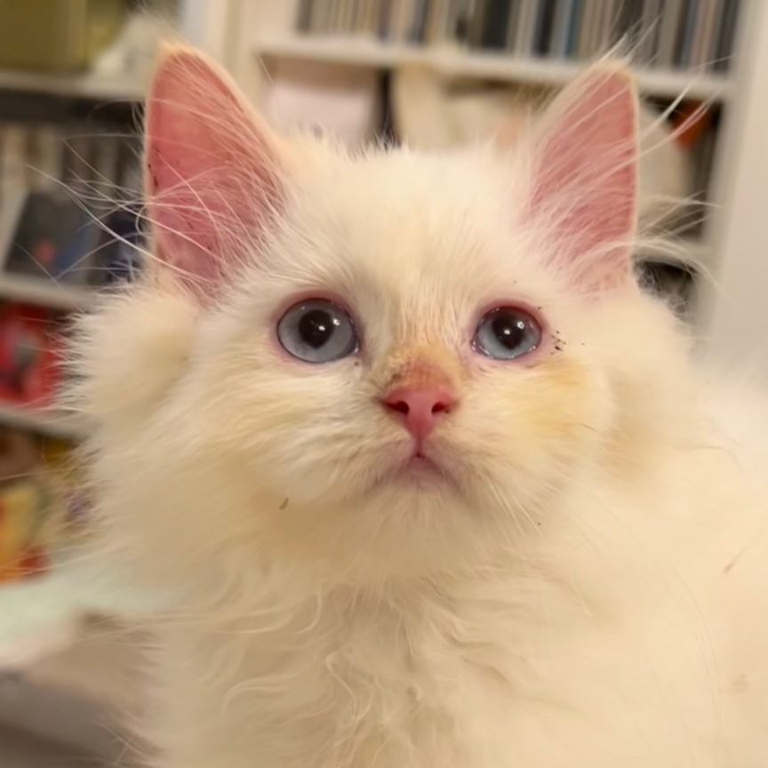 ブリティッシュロングヘア