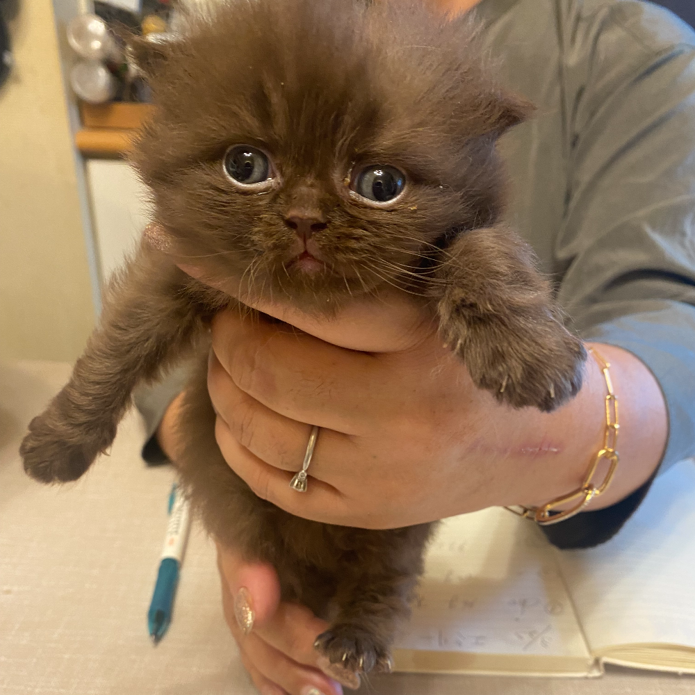 スコティッシュフォールド