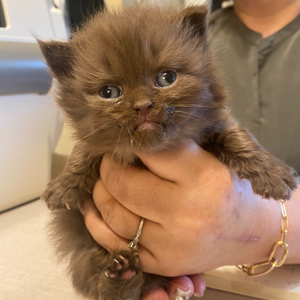 スコティッシュフォールド