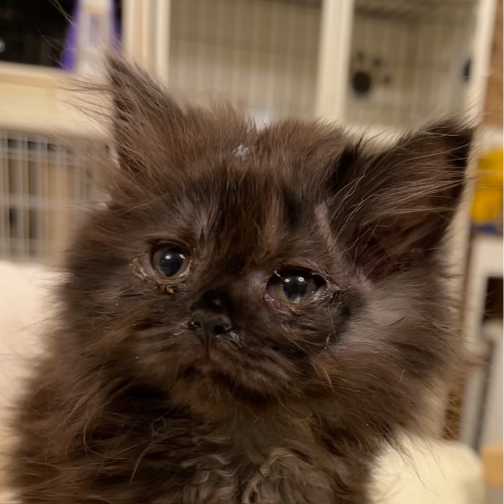 スコティッシュフォールド