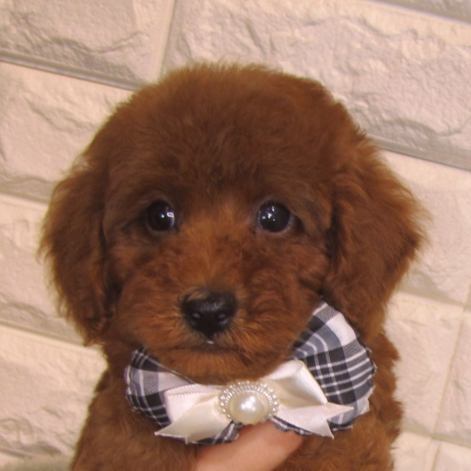 トイ・プードル