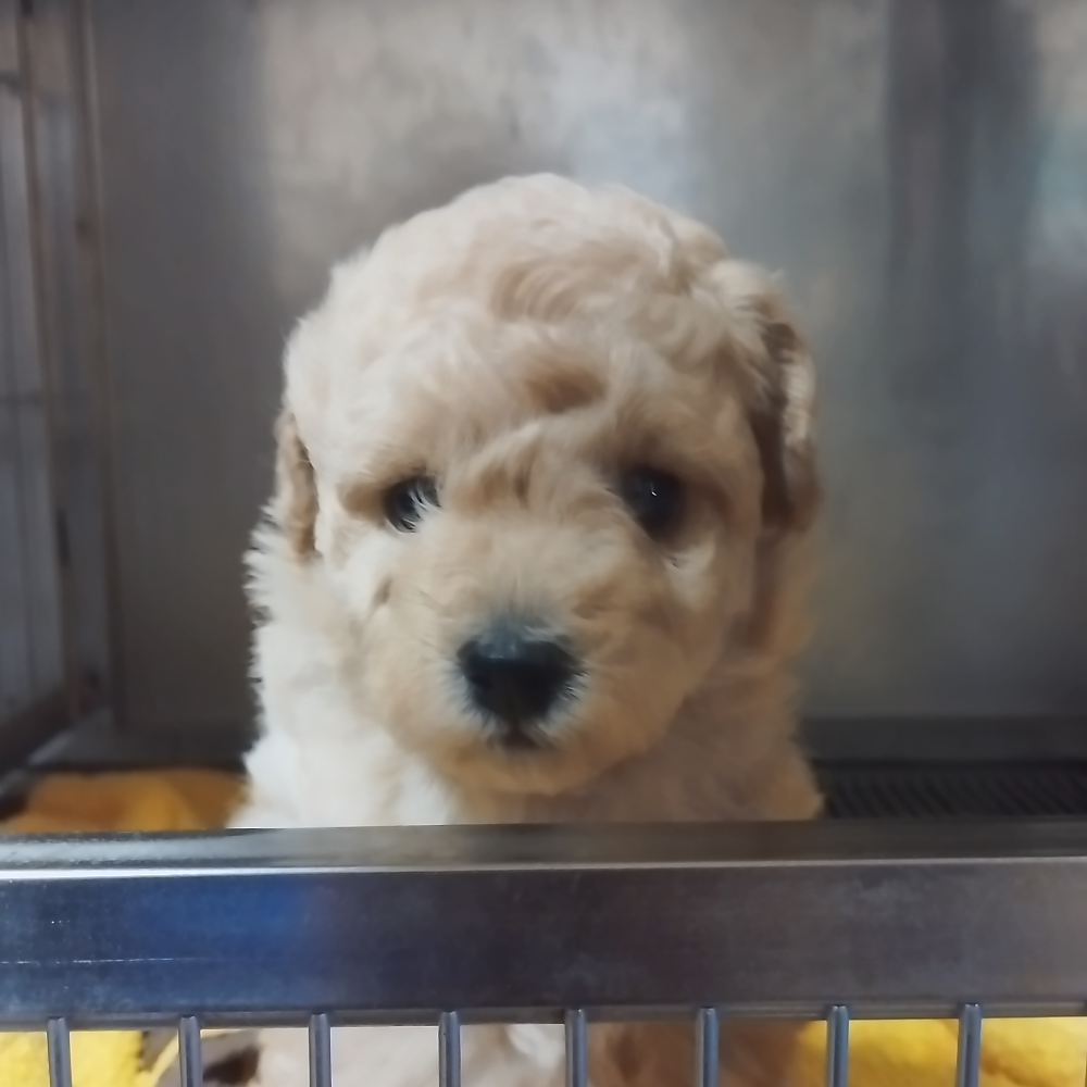 トイ・プードル